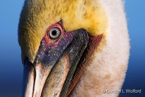 Pelican Closeup_36147.jpg - Brown Pelican (Pelecanus occidentalis) photographed along the Gulf coast in Port Aransas, Texas, USA.
